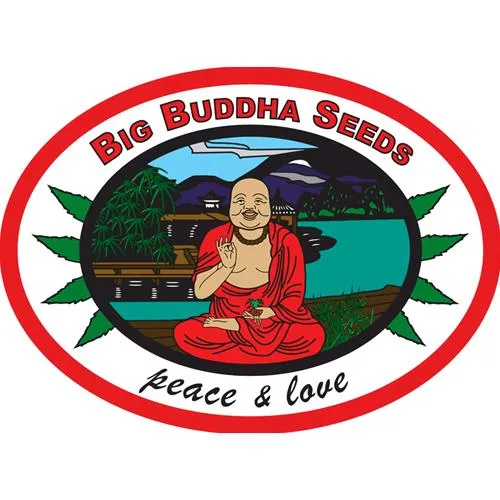 BIG BUDDHA - CHEESUS - 5 SEMI