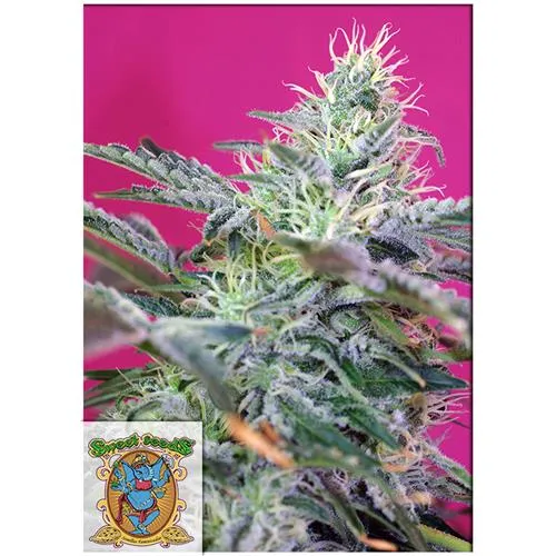 SEMI DOLCI - SWEET CHEESE AUTO - BULK 100 SEMI