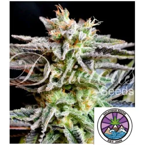 SEMI DELIZIOSI - ZUCCHERO BLACK ROSE FEM - 1 SEME