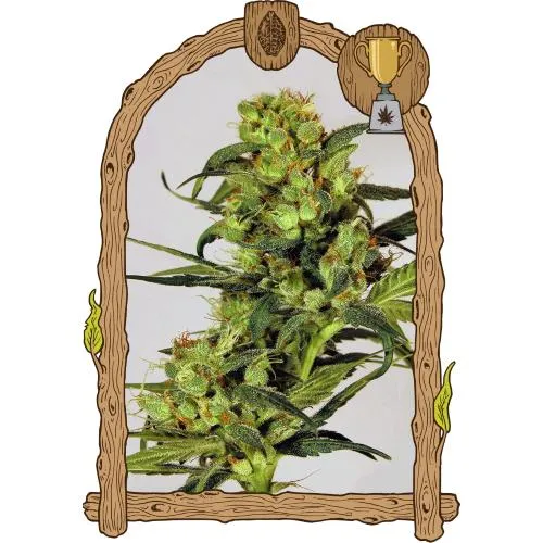 ESOTICO - SPICY BITCH FEM - 10 SEMI