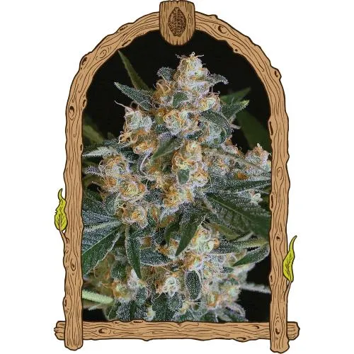 ESOTICO - LEMON CANDY FEM - 10 SEMI