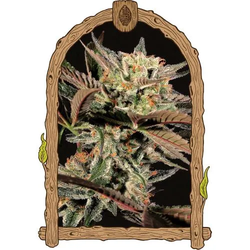 ESOTICO - AMNESIA NR.7 FEM - 10 SEMI