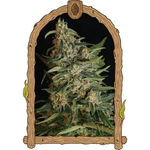 ESOTICO - GREEN GUMMY FEM - 5 SEMI