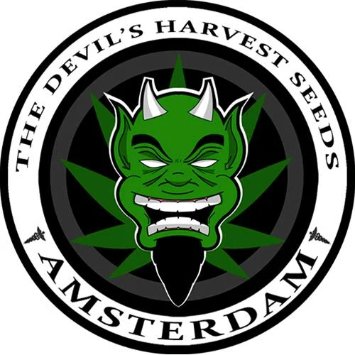 DEVIL'S HARVEST - OG REEK'N FEMMINIZZATO - 3 SEMI