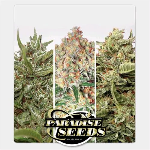 PARADISE SEEDS - PACCHETTO AUTO COLLEZIONE #1