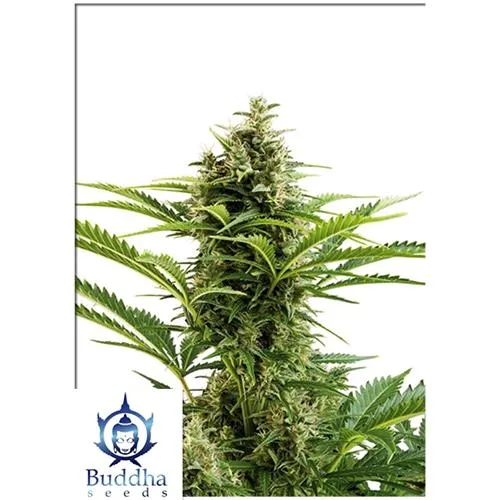SEMI DI BUDDHA - VESTA AUTO 10 SEMI