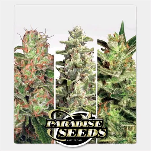 PARADISE SEEDS - PACCHETTO AUTO COLLEZIONE #2