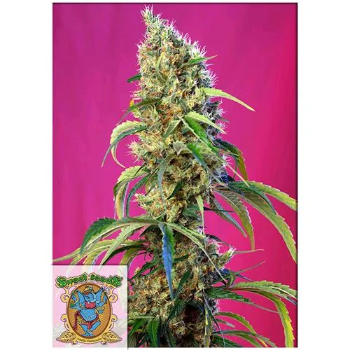 SEMI DOLCI - BLACK JACK CBD - 3+1 SEMI