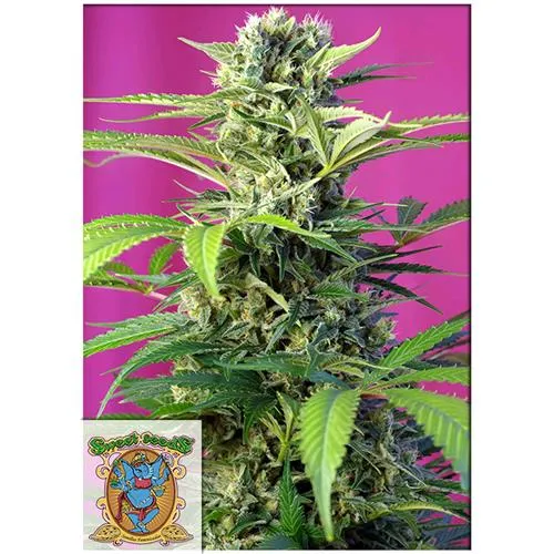 SEMI DOLCI - CHEM BEYOND DIESEL CBD - 3+1 SEMI