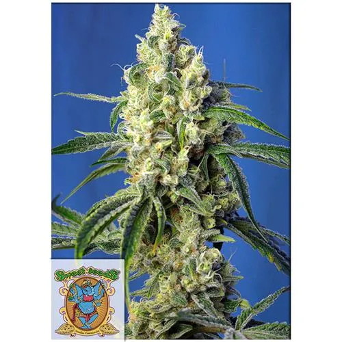 SEMI DOLCI - GREEN POISON CBD - 3+1 SEMI