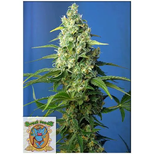 SEMI DOLCI - HONEY PEACH AUTO CBD - 3+1 SEMI