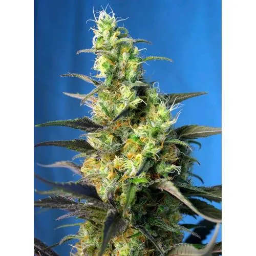 SEMI DOLCI - NYC DIESEL CBD - 3+1 SEMI
