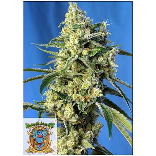 SWEET SEEDS - SWEET AMNESIA HAZE FEM - 5+2 SEMI