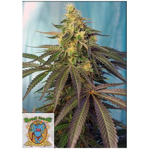 SEMI DOLCI - CREAM CARAMEL CBD - 3+1 SEMI