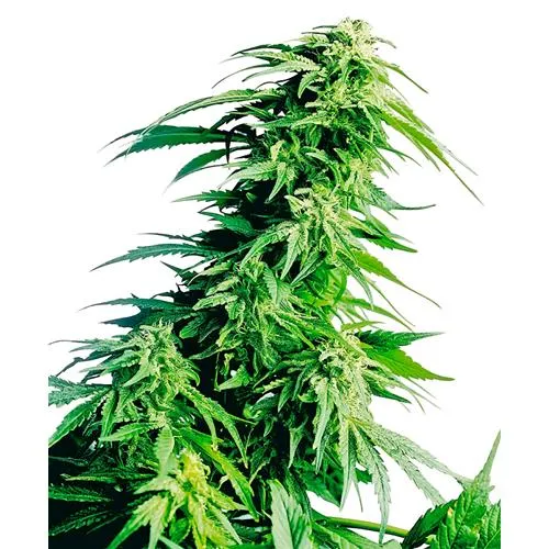SEMI SENSI - HINDU KUSH REGOLARE - 10 SEMI