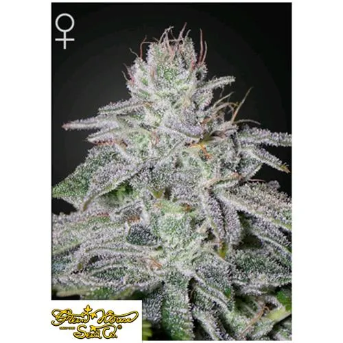 GREEN HOUSE - FRANCO'S LEMON CHEESE FEM - 5 SEMI