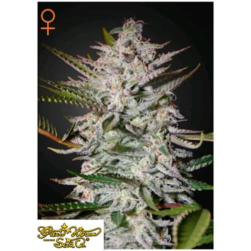 GREEN HOUSE - HOLY PUNCH - 5 SEMI