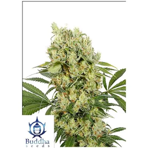 SEMI DI BUDDHA - MEDIKIT FEMMINIZZATO - 3 SEMI