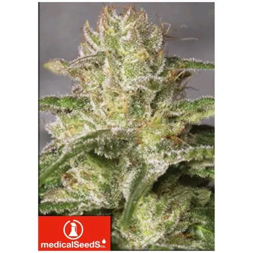SEMI MEDICI - OG KUSH CBD 3 SEMI