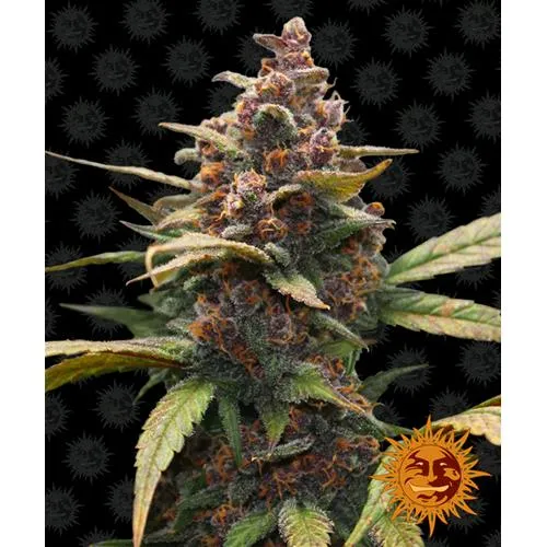 BARNEY'S FARM - AYAHUASCA FEMMINIZZATA - 1 SEME
