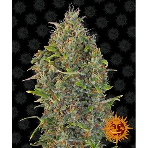 BARNEY'S FARM - CRITICAL KUSH AUTOMATICA - 1 SEME