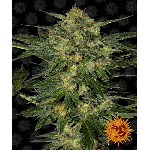 BARNEY'S FARM - LSD FEM - 1 SEME