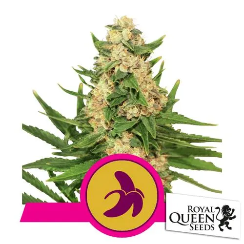 ROYAL QUEEN SEEDS - FAT BANANA FEM - 10 SEMI - USA PREMIUM