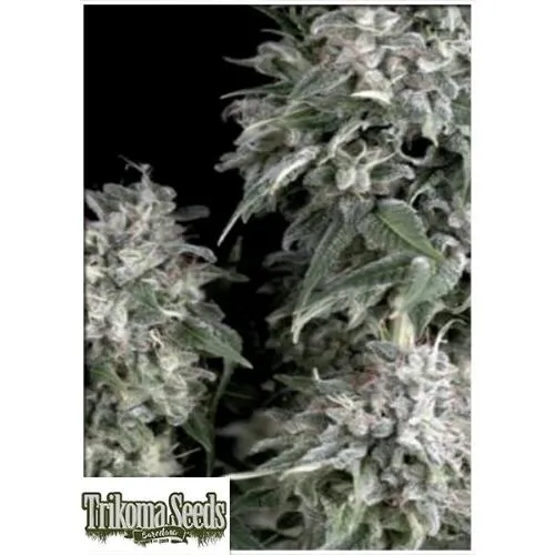 SEMI DI TRIKOMA - WHITE WIDOW FEM - 5 SEMI