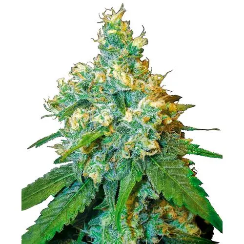 SENSI SEEDS - JACK HERER FEMMINIZZATO - SERIE REDUX - 3 SEMI