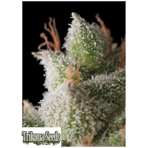 SEMI DI TRIKOMA - WHITE WIDOW AUTO - 5 SEMI