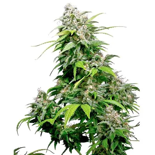 SENSI SEEDS - CALIFORNIA INDICA FEMMINIZZATA - 10 SEMI