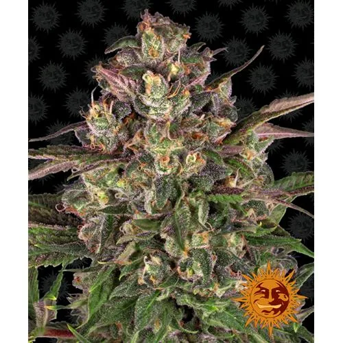 BARNEY'S FARM - PEYOTE CRITICAL FEM - 3 SEMI