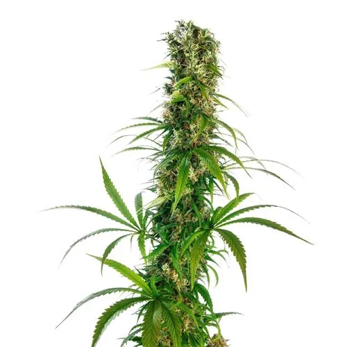 SENSI SEEDS - MICHKA REGULAR EDIZIONE LIMITATA - 10 SEMI