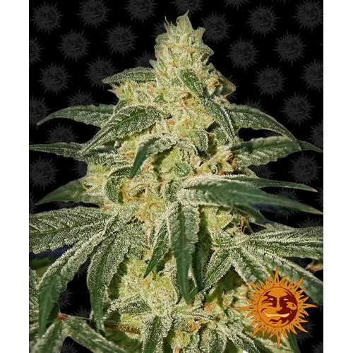 BARNEY'S FARM - PIANTA DI HASH AFGHANO - REGOLARE - 10 SEMI