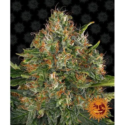 BARNEY'S FARM - G13 HAZE - REGOLARE - 10 SEMI