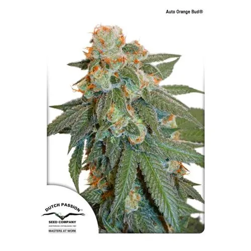 DUTCH PASSION - AUTO ORANGE BUD - 7 SEMI
