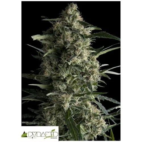 SEMI PIRAMIDALI - GALAXY CBD - 3 SEMI