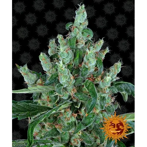 BARNEY'S FARM - BUDDHA CHE RIDE FEM - 5 SEMI