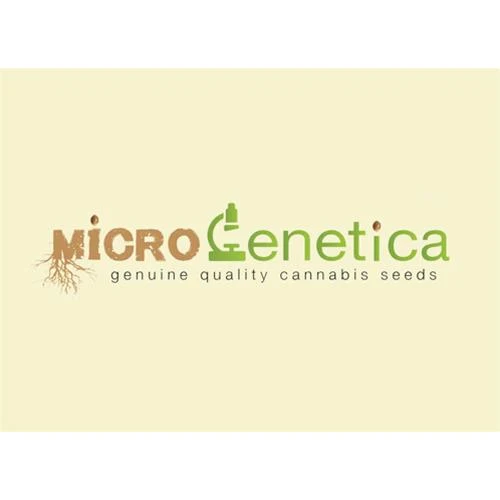 MICROGENETICA - WHITE CHEESE FEM - 3 SEMI