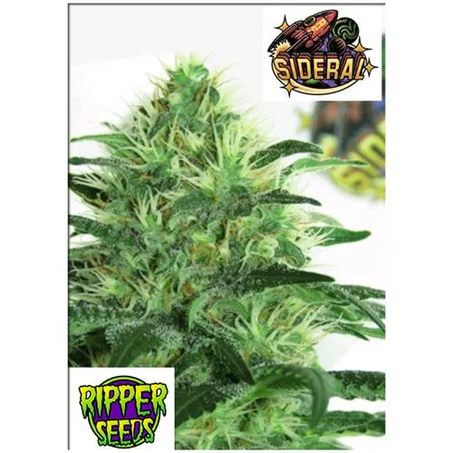 SEMI RIPPER - SIDERAL - 3 SEMI
