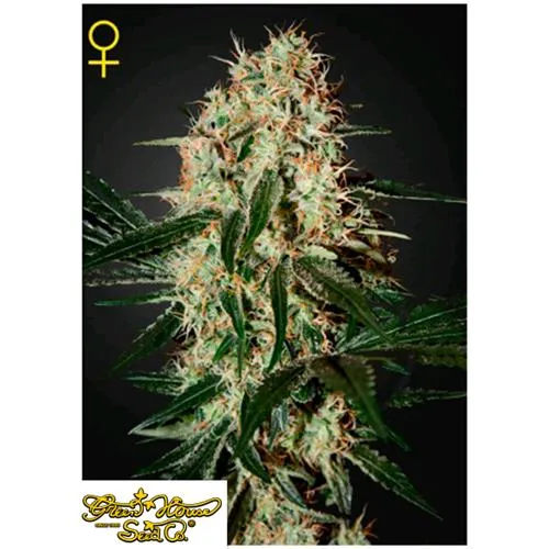 GREEN HOUSE - ARJAN'S HAZE#3 FEM - 10 SEMI