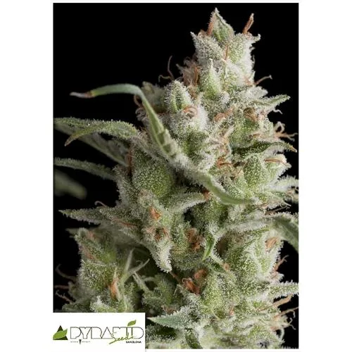 SEMI PIRAMIDALI - SUPER OG KUSH - 1 SEMI