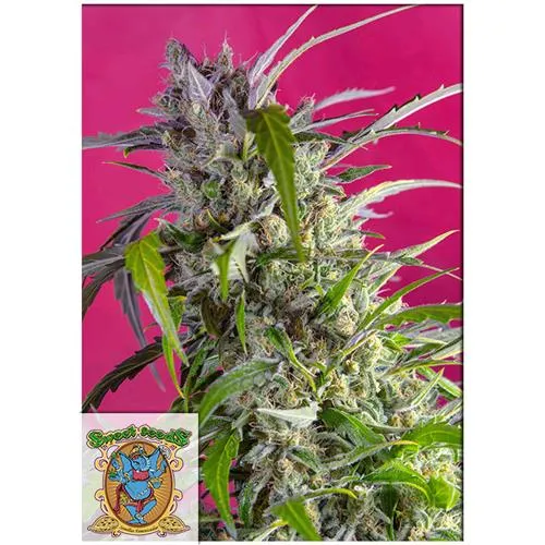 SWEET SEEDS - CRYSTAL CANDY AUTO - 3+1 SEMI