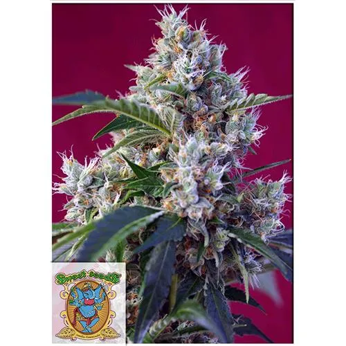 SEMI DOLCI - INDIGO BERRY KUSH FEM - 5+2 SEMI
