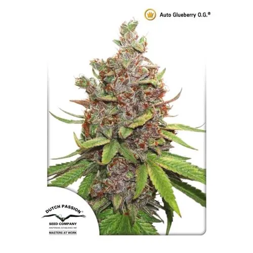DUTCH PASSION - AUTO GLUEBERRY OG - 3 SEMI