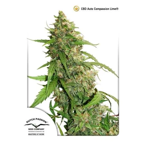 DUTCH PASSION - CBD AUTO COMPASSION LIME - 7 SEMI