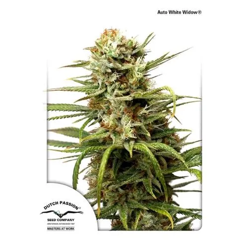 DUTCH PASSION - CBD AUTO WHITE WIDOW - 3 SEMI
