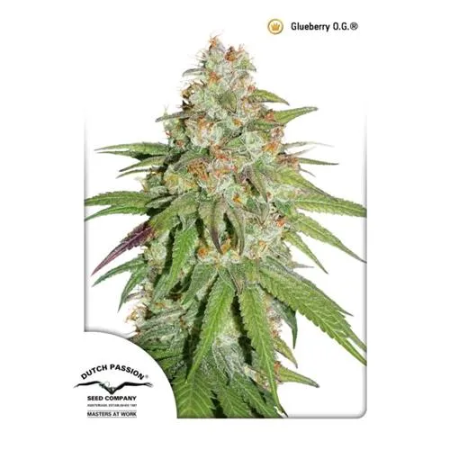 DUTCH PASSION - GLUEBERRY OG FEM - 3 SEMI