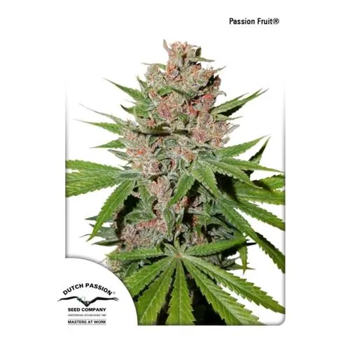 DUTCH PASSION - FRUTTO DELLA PASSIONE FEM - 3 SEMI