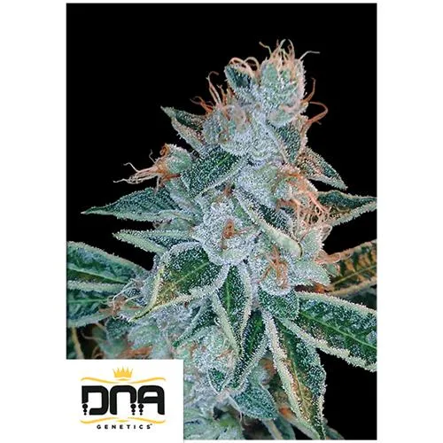 DNA GENETICS - LEMON OG KUSH FEM - 6 SEMI